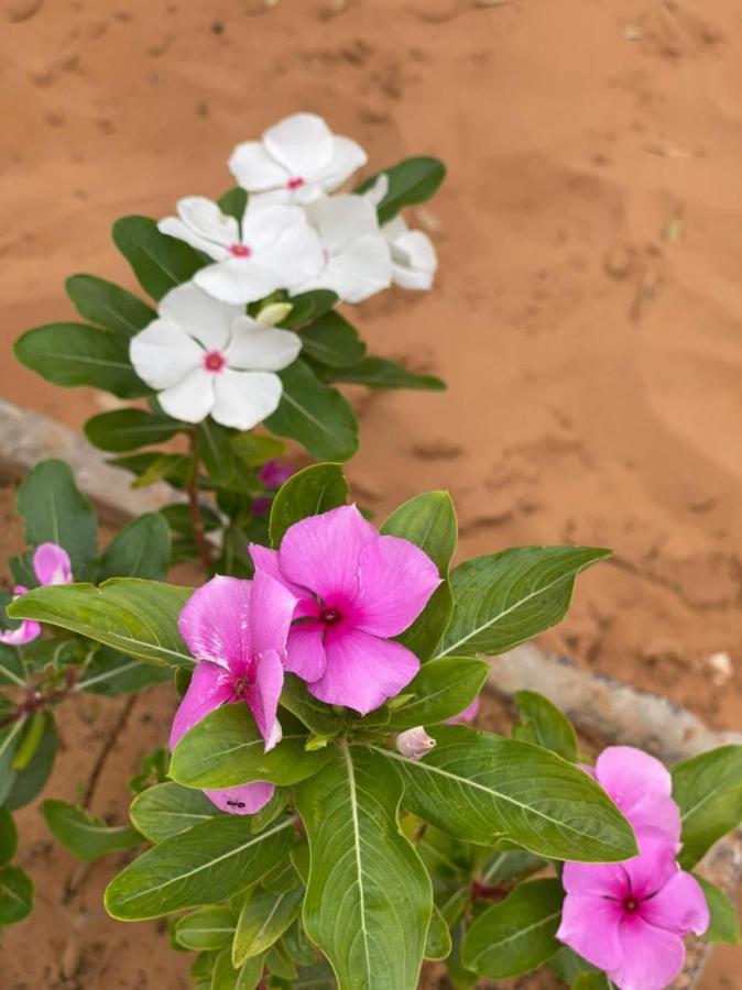 מלון מרזאוגה Erg Chebbi Sahara Camp מראה חיצוני תמונה