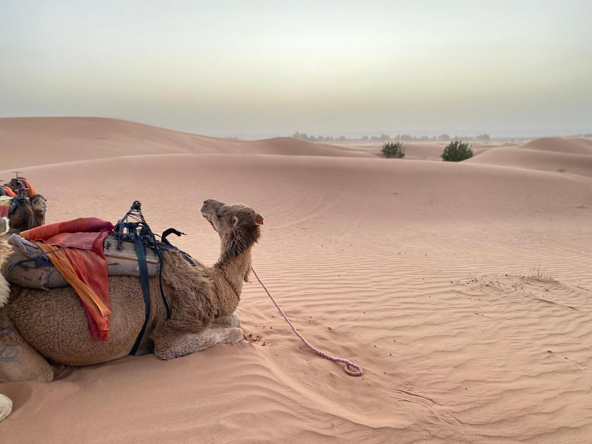 מלון מרזאוגה Erg Chebbi Sahara Camp מראה חיצוני תמונה